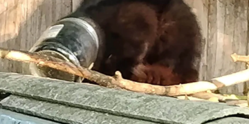 Rescuers save Polish stray after cat spends days with jar stuck on head