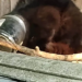 Rescuers save Polish stray after cat spends days with jar stuck on head