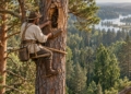 Generated illustration of a traditional Polish tree beekeeper on a rope high in a pine tree, working by an open hive cavity surrounded by forest