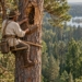 Generated illustration of a traditional Polish tree beekeeper on a rope high in a pine tree, working by an open hive cavity surrounded by forest