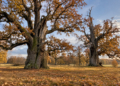 AI-generated illustration of two monumental ancient oaks in a golden autumn meadow, evoking Rogalin's historic oak landscape in western Poland