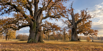 AI-generated illustration of two monumental ancient oaks in a golden autumn meadow, evoking Rogalin's historic oak landscape in western Poland