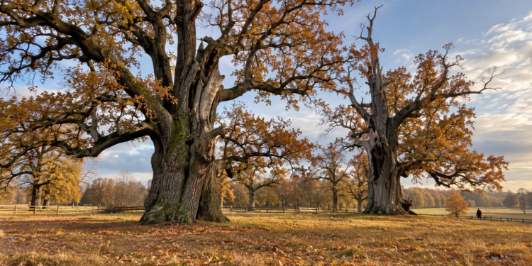 AI-generated illustration of two monumental ancient oaks in a golden autumn meadow, evoking Rogalin's historic oak landscape in western Poland