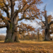 AI-generated illustration of two monumental ancient oaks in a golden autumn meadow, evoking Rogalin's historic oak landscape in western Poland