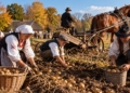 Generated illustration of Polish villagers harvesting potatoes by hand in an autumn field with baskets, a bucket, and horse-drawn equipment
