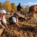 Generated illustration of Polish villagers harvesting potatoes by hand in an autumn field with baskets, a bucket, and horse-drawn equipment