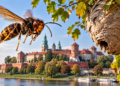 Scientists discover Poland’s first invasive Asian hornet nest near Kraków