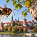 Scientists discover Poland’s first invasive Asian hornet nest near Kraków