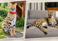 Serval Gustaw shown outdoors and resting on a sofa after returning home in Orzysz