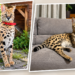Serval Gustaw shown outdoors and resting on a sofa after returning home in Orzysz