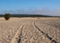 Why Poland has a desert surrounded by forests — and why scientists want to keep it sandy