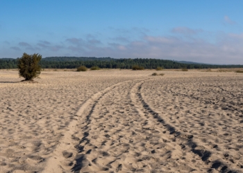 Why Poland has a desert surrounded by forests — and why scientists want to keep it sandy
