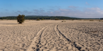 Why Poland has a desert surrounded by forests — and why scientists want to keep it sandy