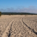 Why Poland has a desert surrounded by forests — and why scientists want to keep it sandy