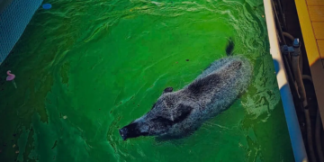 Polish firefighters rescue wild boar trapped in backyard swimming pool