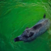 Polish firefighters rescue wild boar trapped in backyard swimming pool