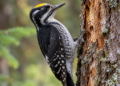 Digitally generated illustration of a male Eurasian three-toed woodpecker with a yellow crown clinging to a dead conifer tree trunk.