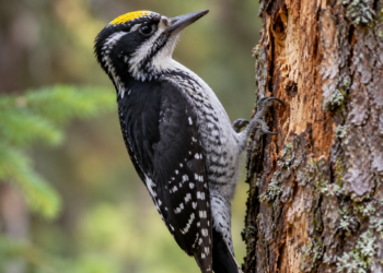 Digitally generated illustration of a male Eurasian three-toed woodpecker with a yellow crown clinging to a dead conifer tree trunk.