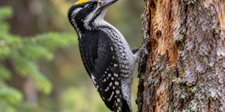 Digitally generated illustration of a male Eurasian three-toed woodpecker with a yellow crown clinging to a dead conifer tree trunk.